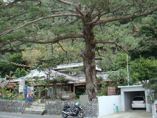 027_西郷松.jpg